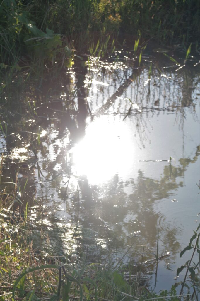 Riflessi di luce sull'acqua tra la vegetazione, immagine della poesia Illuminare
