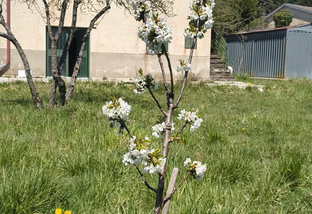 Giovane ciliegio in fiore in un prato davanti a una casa