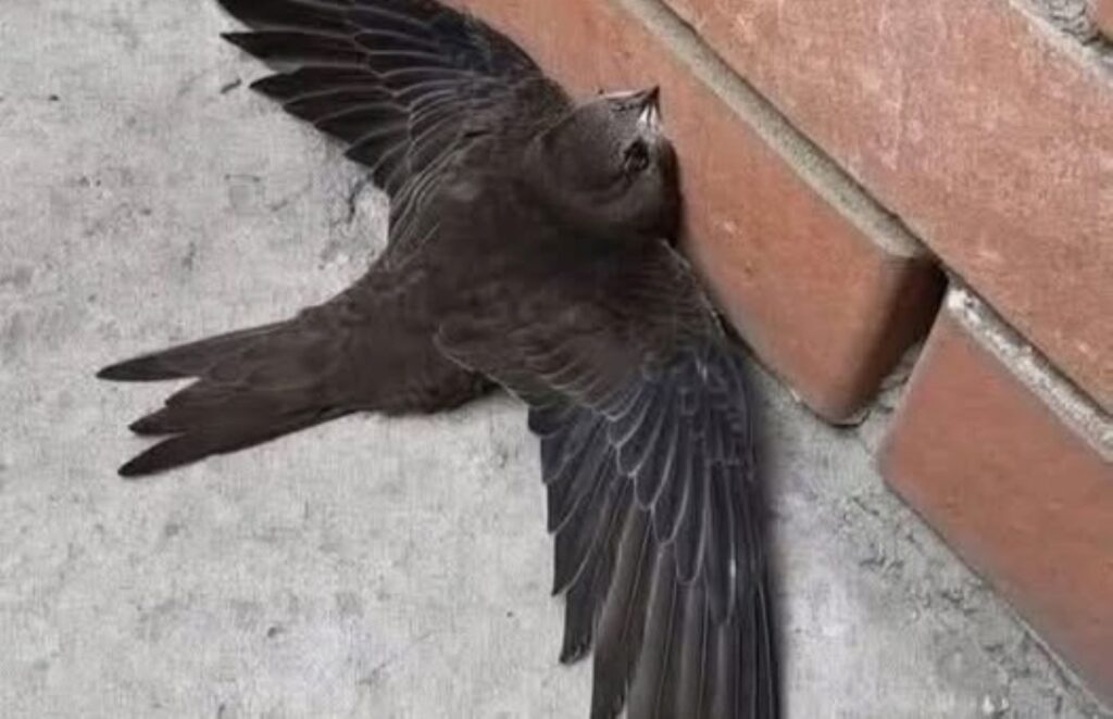 Un rondone a terra addossato alla parete di un palazzo