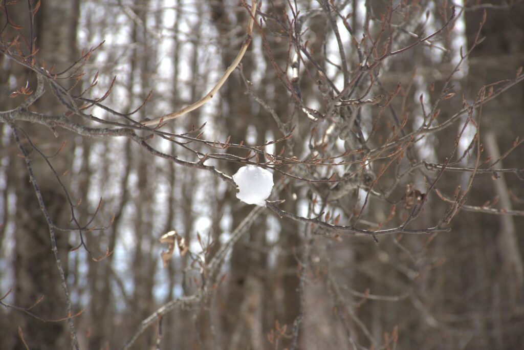 l'intreccio di rami in un bosco della Sila con al centro una pallina di neve.